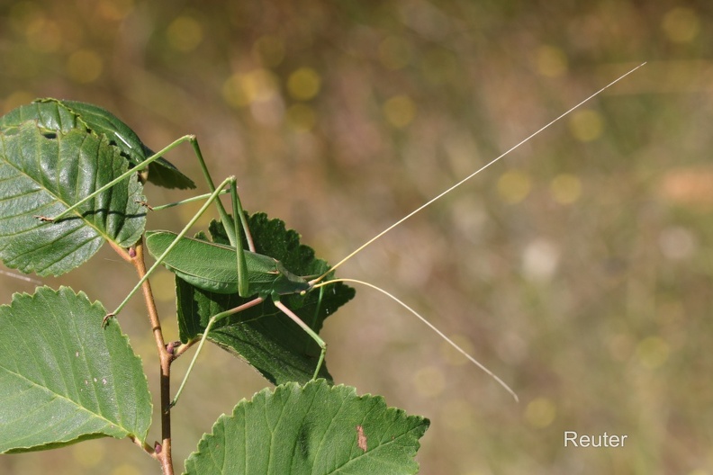 Langbeinige Sichelschrecke (Acrometopa macropoda).jpg