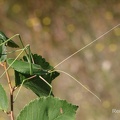 Langbeinige Sichelschrecke (Acrometopa macropoda)