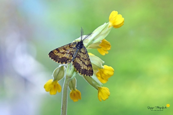 Heidespanner (Ematurga atomaria)