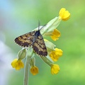 Heidespanner (Ematurga atomaria)