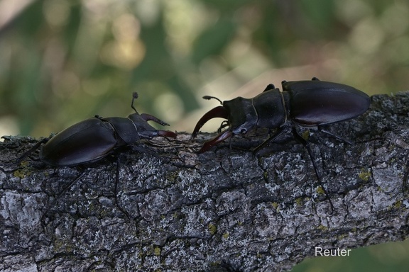 Hirschkäfer (Lucanus cervus)