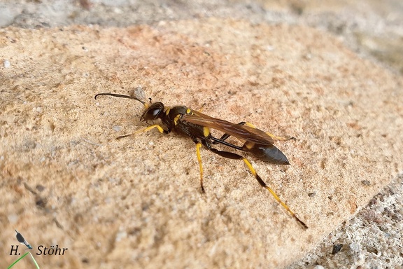 Amerikanische Mauerwespe (Sceliphron caementarium)