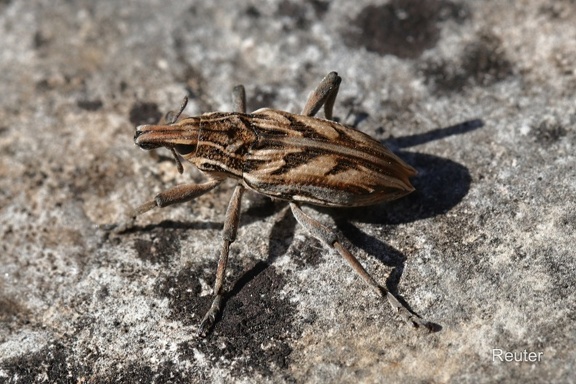 Heide-Steppenrüssler (Coniocleonus nigrosuturatus)