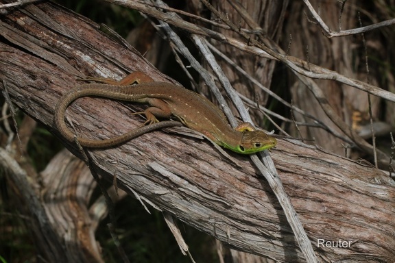 Juvenile Westliche Smaragdeidechse (Lacerta bilineata)