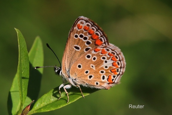 Südlicher Sonnenröschen-Bläuling (Aricia cramera)