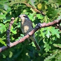 Neuntöter (Lanius collurio)
