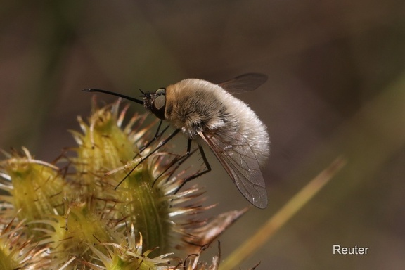 Wollschweber (Bombylius sp.)