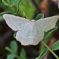 Magerrasen-Grünspanner (Thalera fimbrialis)