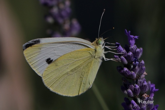 Kleiner Kohlweißling (Pieris rapae)