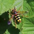 Schwebfliege - Hoverfly (Milesia semiluctifera)