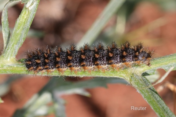 Flockenblumen-Scheckenfalter -Raupe (Melitaea phoebe)