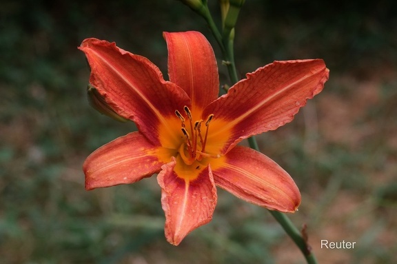 Gelbrote Taglilie (Hemerocallis fulva var. europaea)