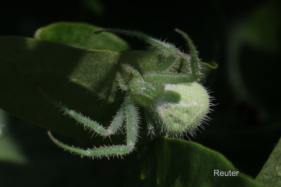 Triangel Krabbenspinne (Heriaeus graminicola oder Heriaeus cf. hirtus)