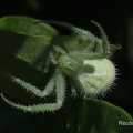 Triangel Krabbenspinne (Heriaeus graminicola oder Heriaeus cf. hirtus)