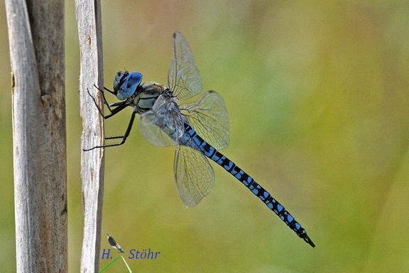 Südliche Mosaikjungfer (Aeshna affinis)