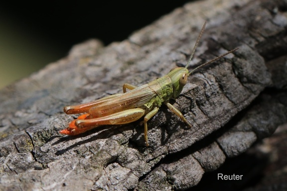 Gewöhnlicher Dickkopf-Grashüpfer (Euchorthippus declivus)