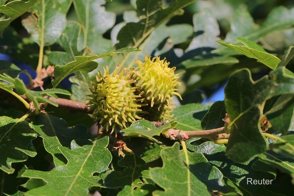 Zerreiche (Quercus cerris)