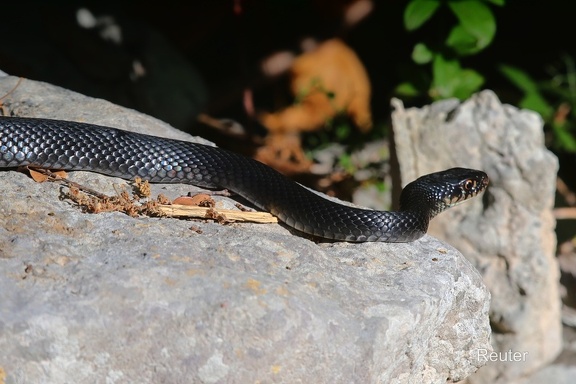 Karbonarnatter (Hierophis viridiflavus)