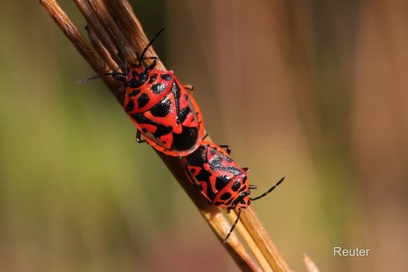 Schwarzrückige Gemüsewanze (Eurydema ornata)