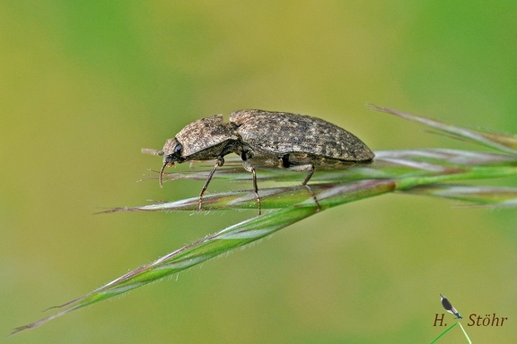 Mausgrauer Schnellkäfer (Agrypnus murinus)