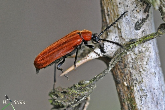 Orangefarbener Feuerkäfer (Schizotus pectinicornis)