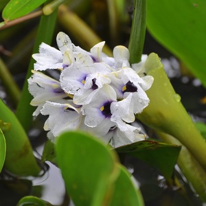  	Wasserhyazinthengewächse (Pontederiaceae) 