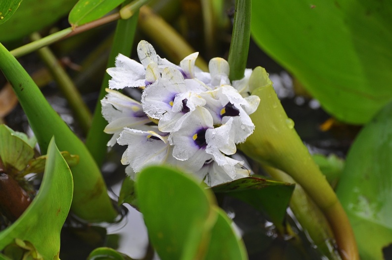 Wasserhyazinthe - Water hyacinth flowers (Eichhornia azurea).jpg