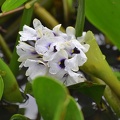 Wasserhyazinthe - Water hyacinth flowers (Eichhornia azurea)