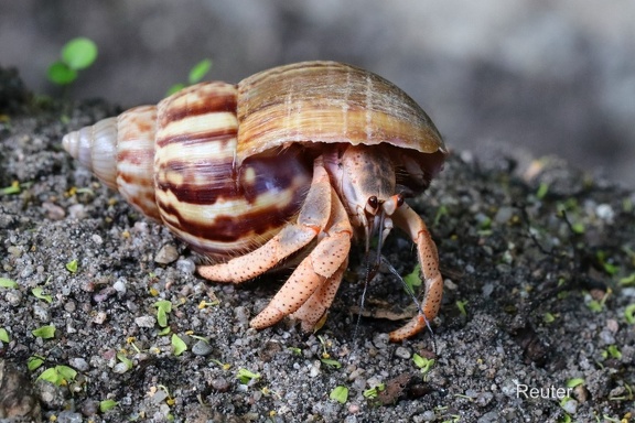 Landeinsiedlerkrebs (Coenobita rugosus)