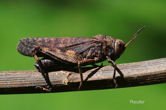 Rotflügelige Schnarrschrecke (Psophus stridulus)