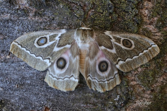 Zickzack-Kaiserfalter-ZigZag Emperor Moth (Gonimbrasia tyrrhea)