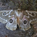 Zickzack-Kaiserfalter-ZigZag Emperor Moth (Gonimbrasia tyrrhea)