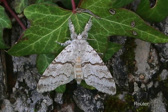 Buchen-Streckfuß (Calliteara pudibunda)