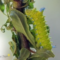 Quietschende Seidenmotte (Rhodinia fugax)