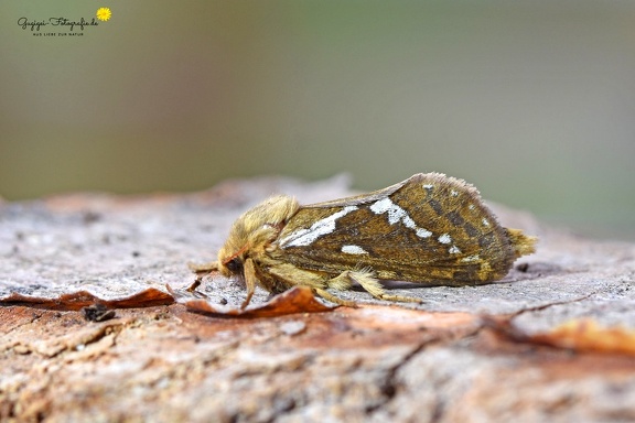 Kleiner Hopfen-Wurzelbohrer (Pharmacis lupulina)