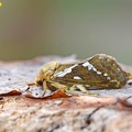 Kleiner Hopfen-Wurzelbohrer (Pharmacis lupulina)