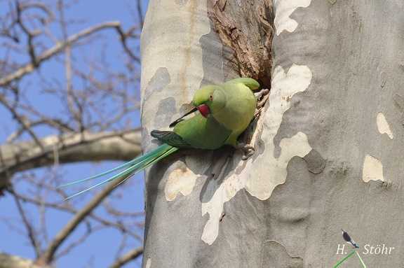 Halsbandsittich (Psittacula krameri)