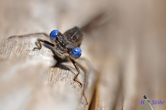 Gemeine Winterlibelle (Sympecma fusca)