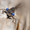 Gemeine Winterlibelle (Sympecma fusca)