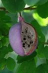 Fingerblättrige Akebie (Akebia quinata)