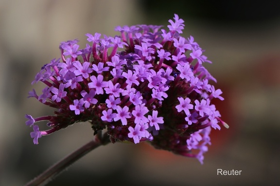 Patagonisches Eisenkraut (Verbena bonariensis)