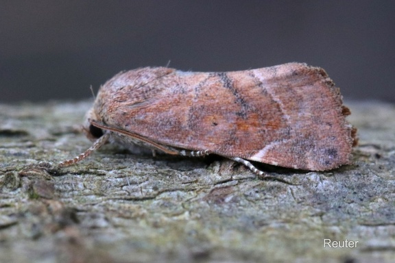 Trapezeule (Cosmia trapezina)