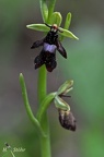 Fliegen-Ragwurz (Ophrys insectifera)