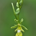 Fliegen-Ragwurz (Ophrys insectifera variation: ochroleuca)