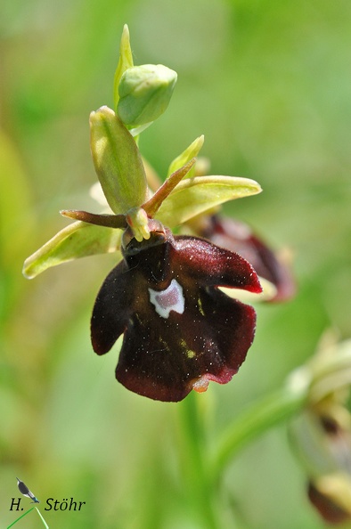 Fliegen-Ragwurz - fly orchid (Ophrys holoserica X Ophrys insectifera)
Kreuzung mit Hummel-Ragwurz (late spider orchid)
Foto: Henrik Stöhr
Ort: Neuffen
Kamera: Nikon D90, 180mm 1:3,5 Macro (Tamron) Ophrys holoserica X Ophrys insectifera.jpg