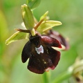 Fliegen-Ragwurz (Ophrys holoserica X Ophrys insectifera)