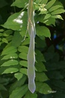 Blauregen Japanische Wisteria (Wisteria floribunda)