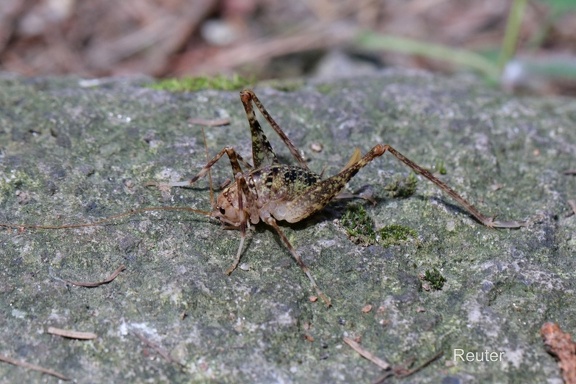 Afrikanische Höhlengrille (Phaephilacris bredoides) 