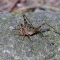 Afrikanische Höhlengrille (Phaephilacris bredoides) 