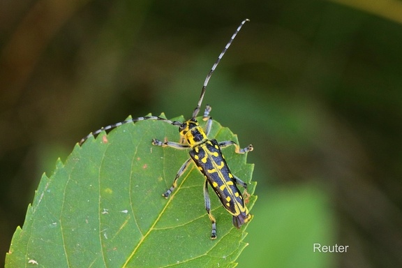 Leiterbock (Saperda scalaris)